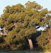 Image result for Jarrah Tree