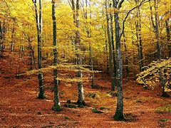 Image result for Identify Beech Tree