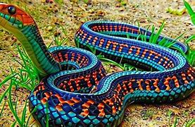 Image result for Amphibian Snake