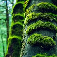 Image result for Tree Trunk Yert