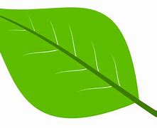 Image result for Apple Tree Leaf Clip Art