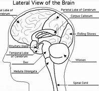 Image result for Label the Brain Worksheet