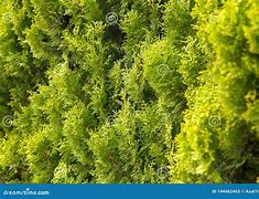 Image result for Natural Green Leaf Wall