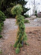 Image result for Eastern White Pine