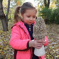 Image result for Morel Mushrooms Pictures in Color