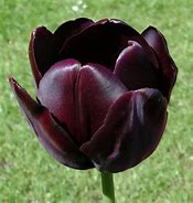 Image result for Tulip