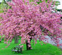 Image result for Pink Flowering Cherry Blossom Tree