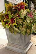 Image result for Tropical Shade Plants