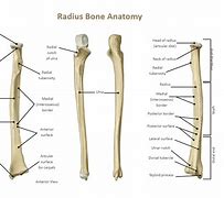 Image result for Radius Bone Unlabeled