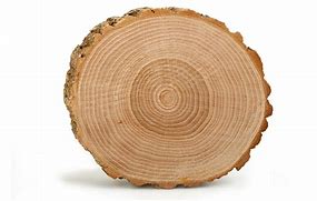 Image result for Oak Tree Cross Section