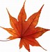 Image result for Autumn Leaf Transparent