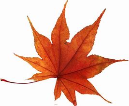 Image result for Autumn Leaf Transparent