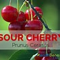 Image result for Prunus Serotina Whole Tree