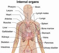 Image result for Human Body Images Medical