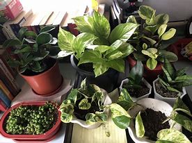 Image result for Vine Type Houseplants