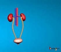 Image result for Urinary System Icon