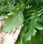 Image result for FL Oak Trees