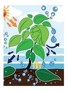 Image result for Photosynthesis Process Vector