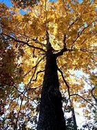 Image result for Hickory Nut Trees