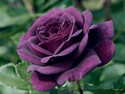 Image result for Purple Rose Flowers