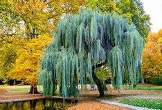 Image result for Weeping Willow Tree Buds