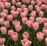 Image result for Pink Tulips Flowers Aesthetic