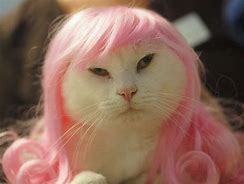 Image result for Funny Cats with Wigs