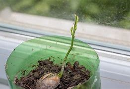 Image result for Oak Tree Sprout