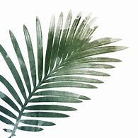 Image result for Palm Leaf Art Prints