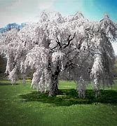 Image result for Chinese Weeping Cherry Tree