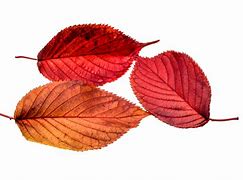 Image result for Fall Leaves Artwork