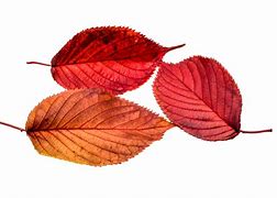 Image result for Leaf Outline Transparent