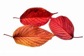 Image result for Fall Leaves Background