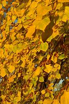 Image result for Maple Leaf Coloring