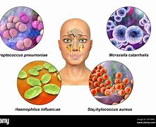 Image result for Bacteria Cell Icon