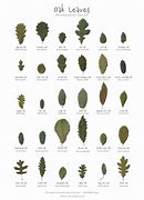 Image result for Oak Tree Leaf Types