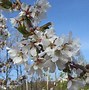 Image result for Weeping Yoshino Cherry Tree