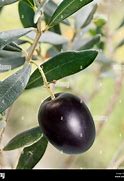 Image result for Simple Black Olive Branch