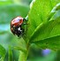 Image result for Aphids with Wings