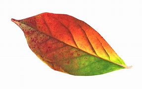 Image result for Leaf Pics No Background