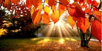 Image result for autumn leaves nature wallpaper