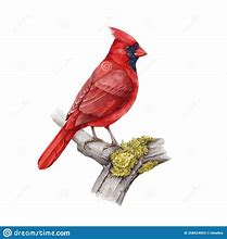 Image result for Red Bird and Tree Branch Illustration