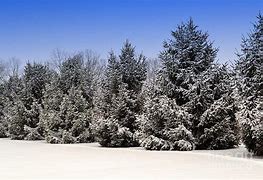 Image result for Evergreen Trees Winter Drop