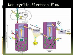 Image result for Light Reactions Photosystem Diagram