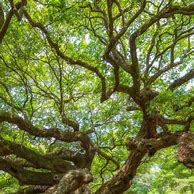 Image result for Tree Branch to Lie Down