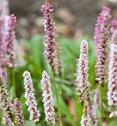 Image result for Persicaria Darjeeling Red