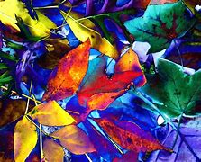 Image result for Fall Leaf Print