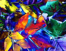 Image result for Fall Leaf Cluster