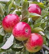 Image result for Miniature Fruit Trees