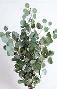 Image result for Silver Dollar Eucalyptus